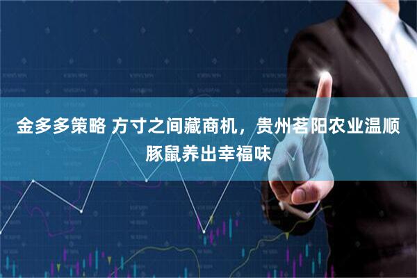 金多多策略 方寸之间藏商机，贵州茗阳农业温顺豚鼠养出幸福味